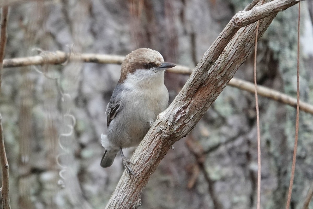 Boz Başlı Sıvacı - ML648914039