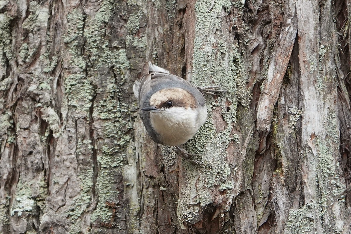 Boz Başlı Sıvacı - ML648914040