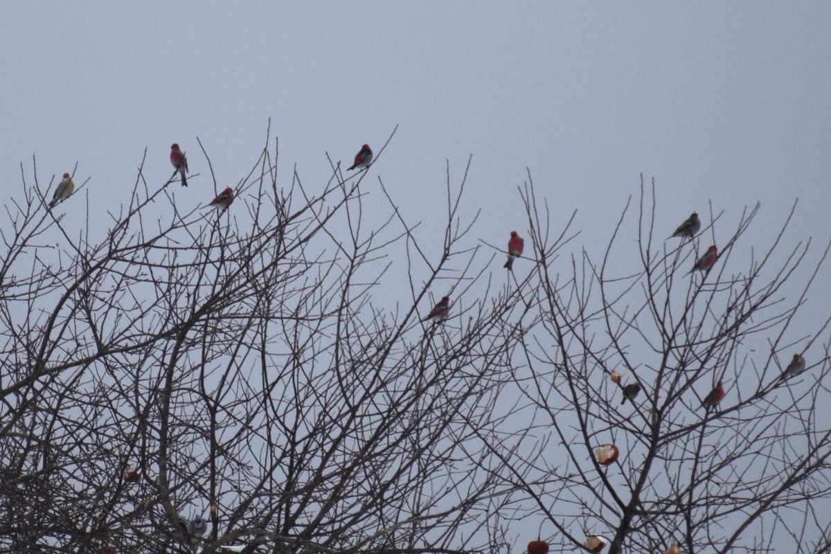 Ciuffolotto delle pinete - ML648914042