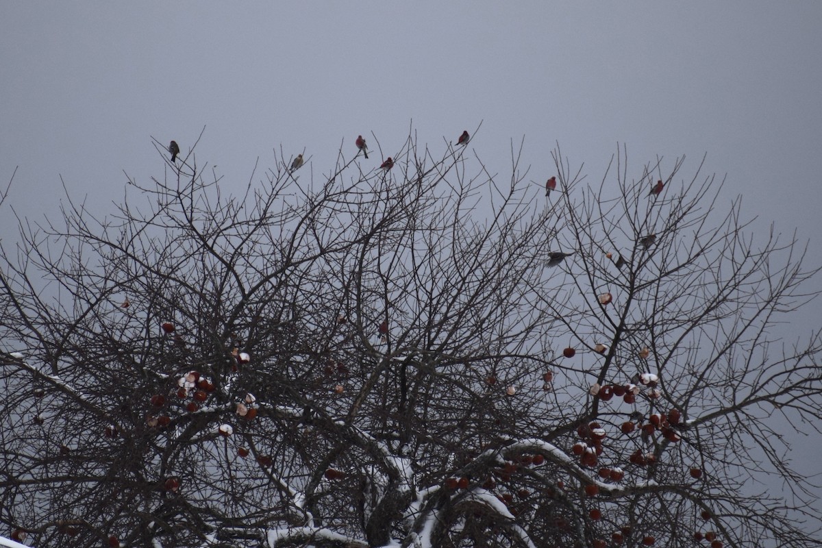 Ciuffolotto delle pinete - ML648914059