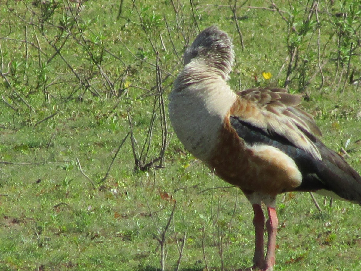 Orinoco Goose - ML648914084