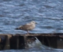 Gaviota/Gavión sp. - ML648914093