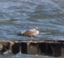 Gaviota/Gavión sp. - ML648914094