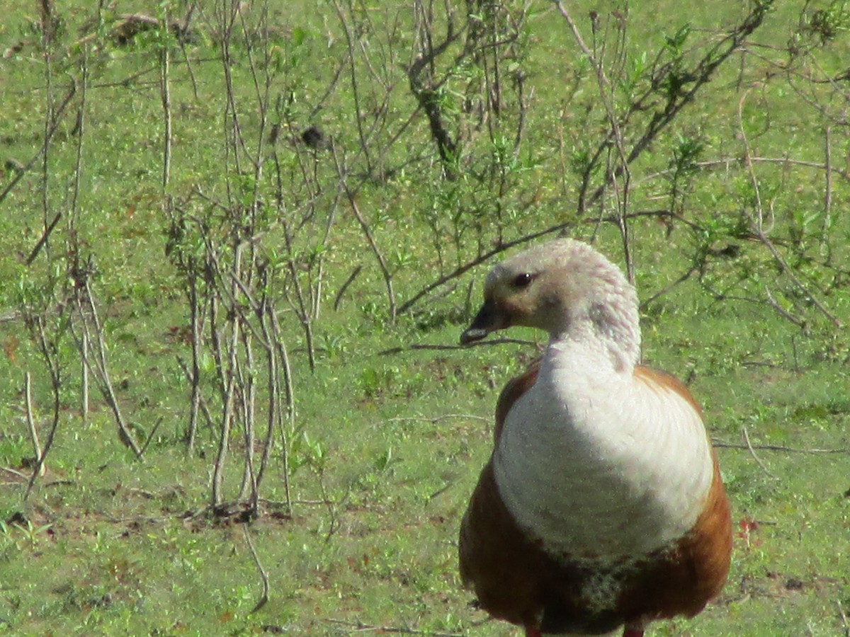 Orinoco Goose - ML648914109