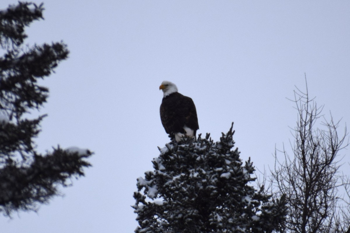 Bald Eagle - ML648914168