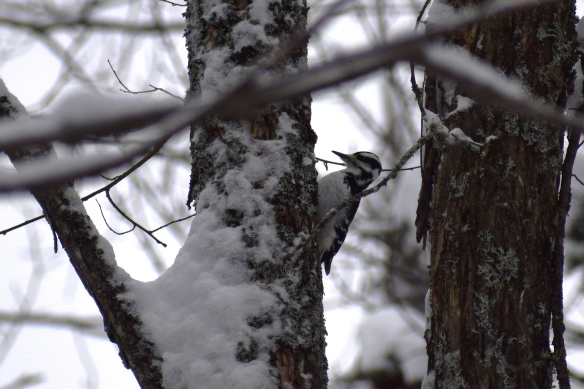 Hairy Woodpecker - Andrew Naert