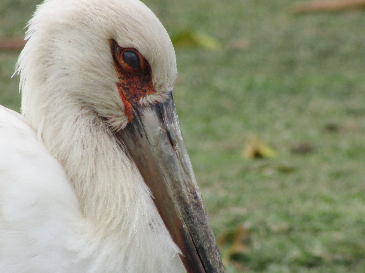 Maguari Stork - ML648914198