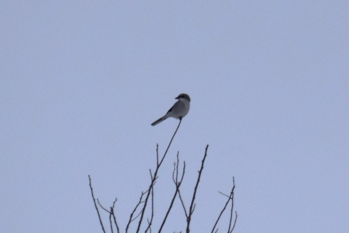 Northern Shrike - ML648914237
