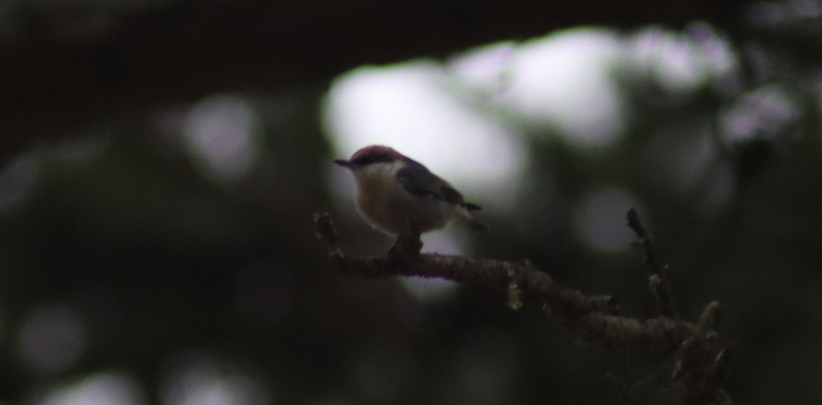 Boz Başlı Sıvacı - ML648914269