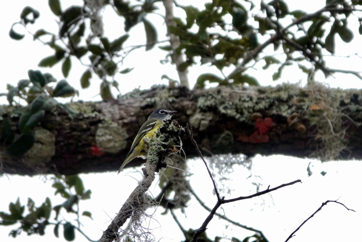 Blue-headed Vireo - ML648914279