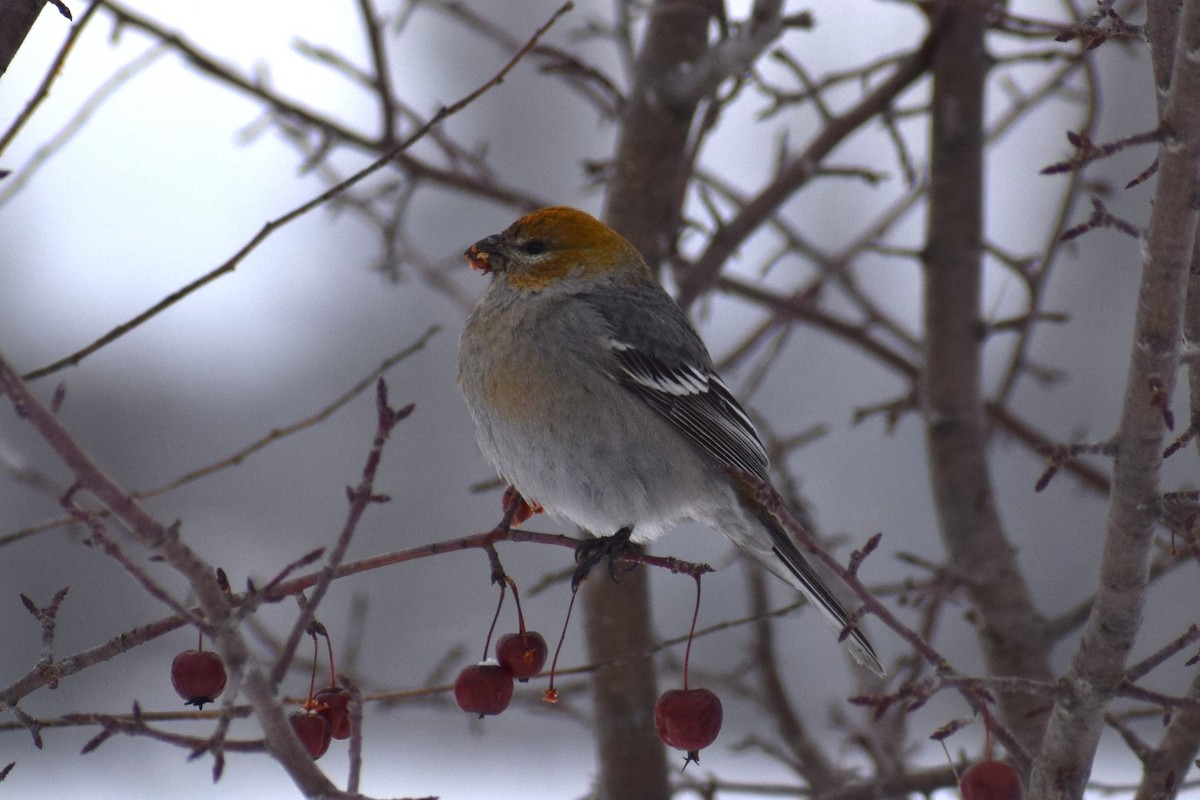 Ciuffolotto delle pinete - ML648914290