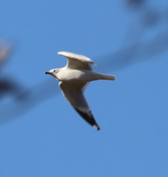 Gaviota/Gavión sp. - ML648914338