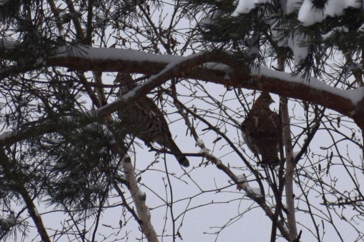 Ruffed Grouse - ML648914359