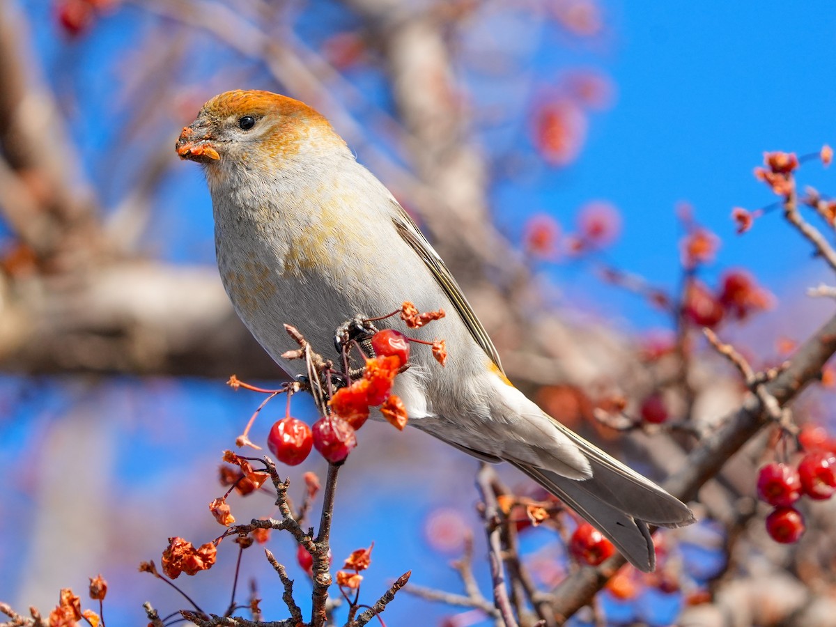 hýl křivčí - ML648914375