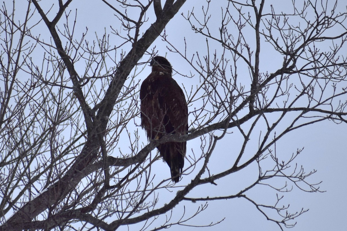 Bald Eagle - Andrew Naert