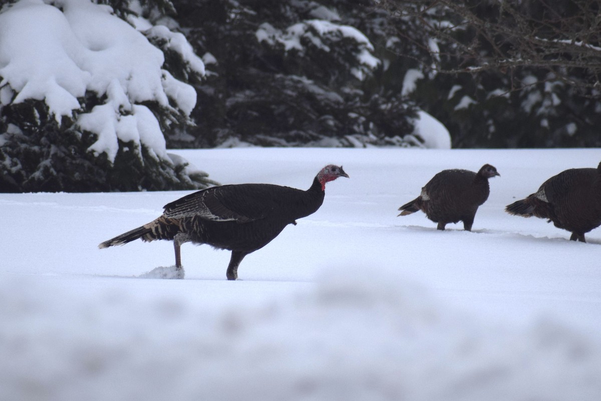 Tacchino selvatico - ML648914507