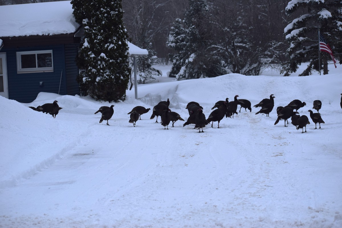 Tacchino selvatico - ML648914516