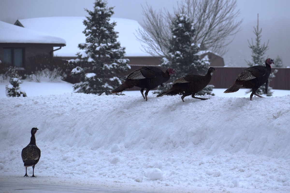 Tacchino selvatico - ML648914527