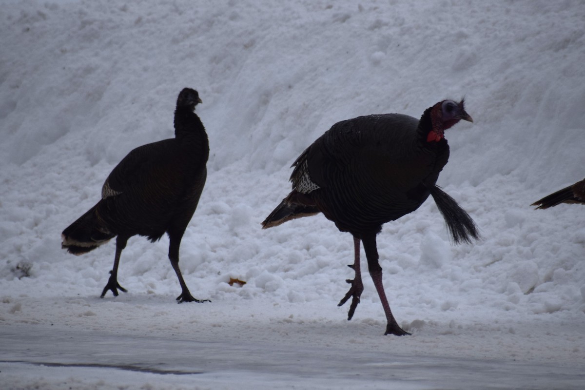 Tacchino selvatico - ML648914542