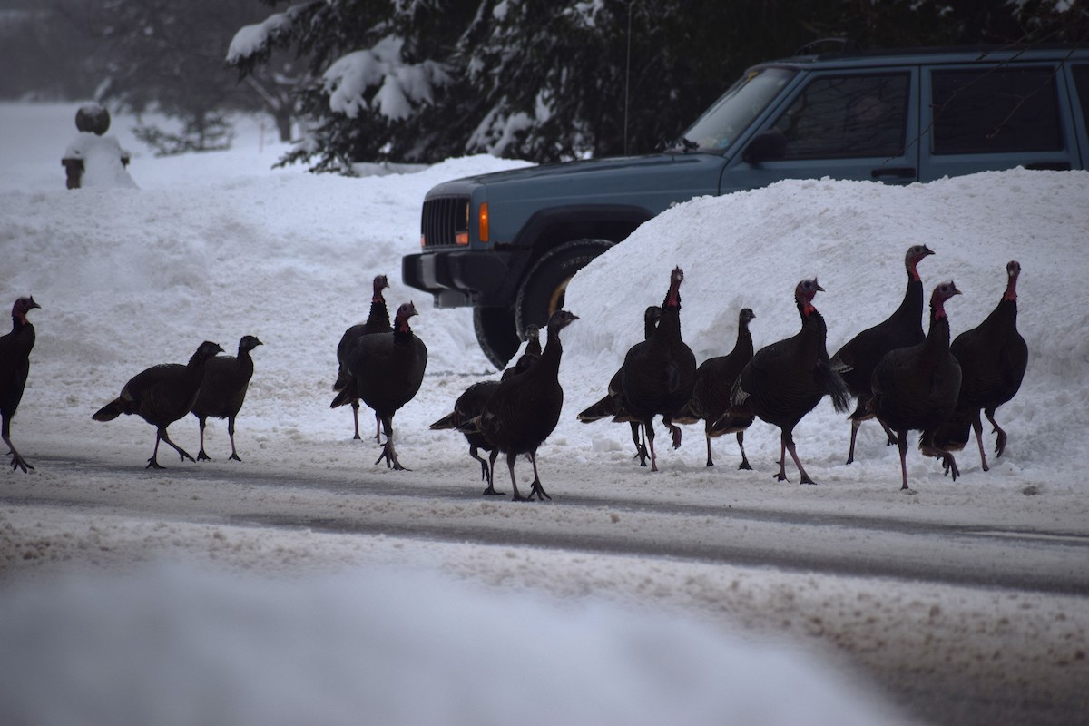 Tacchino selvatico - ML648914548