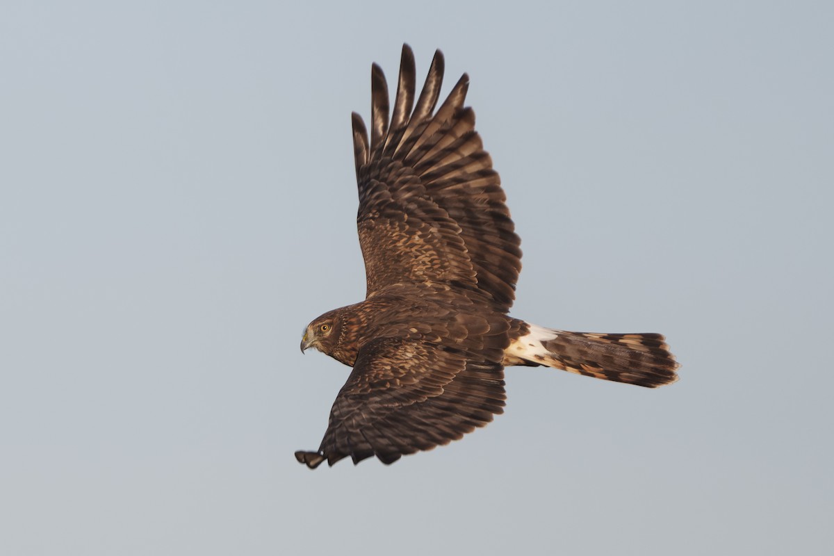 Northern Harrier - ML648914582