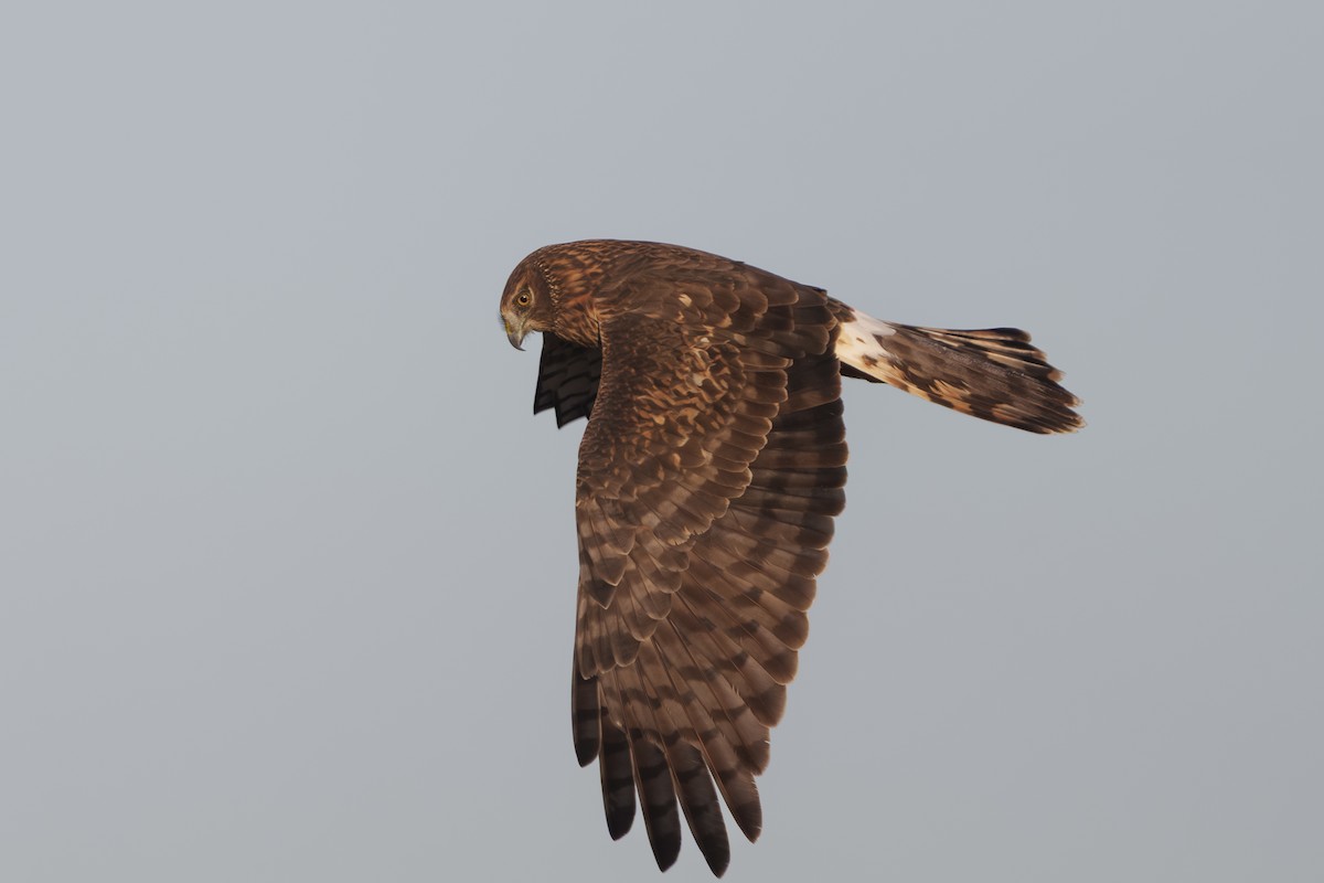 Northern Harrier - ML648914583