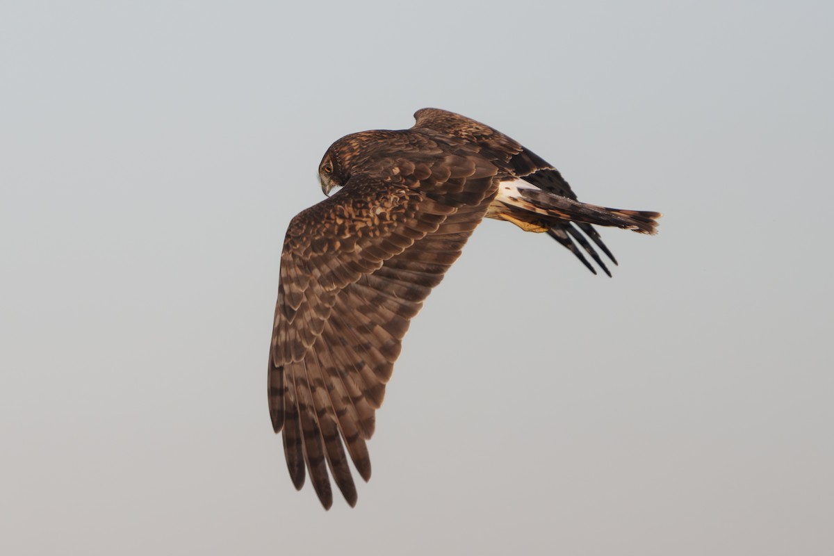 Northern Harrier - ML648914584