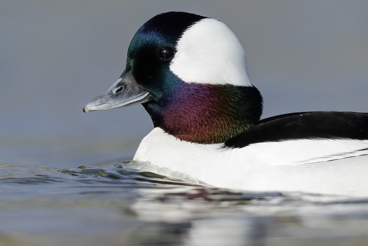 Bufflehead - ML648914614