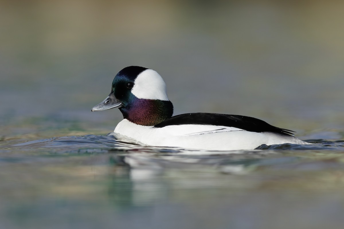 Bufflehead - ML648914615