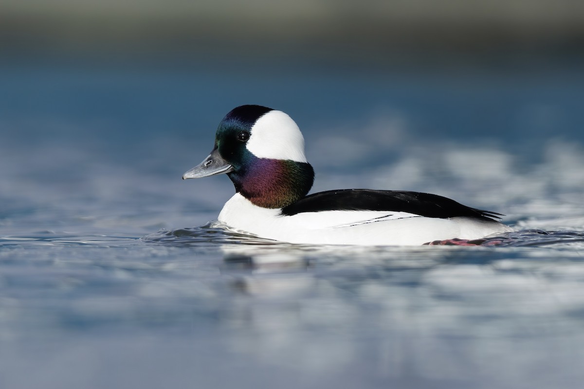 Bufflehead - ML648914616