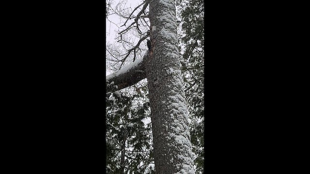 Хохлатая желна - ML648914620