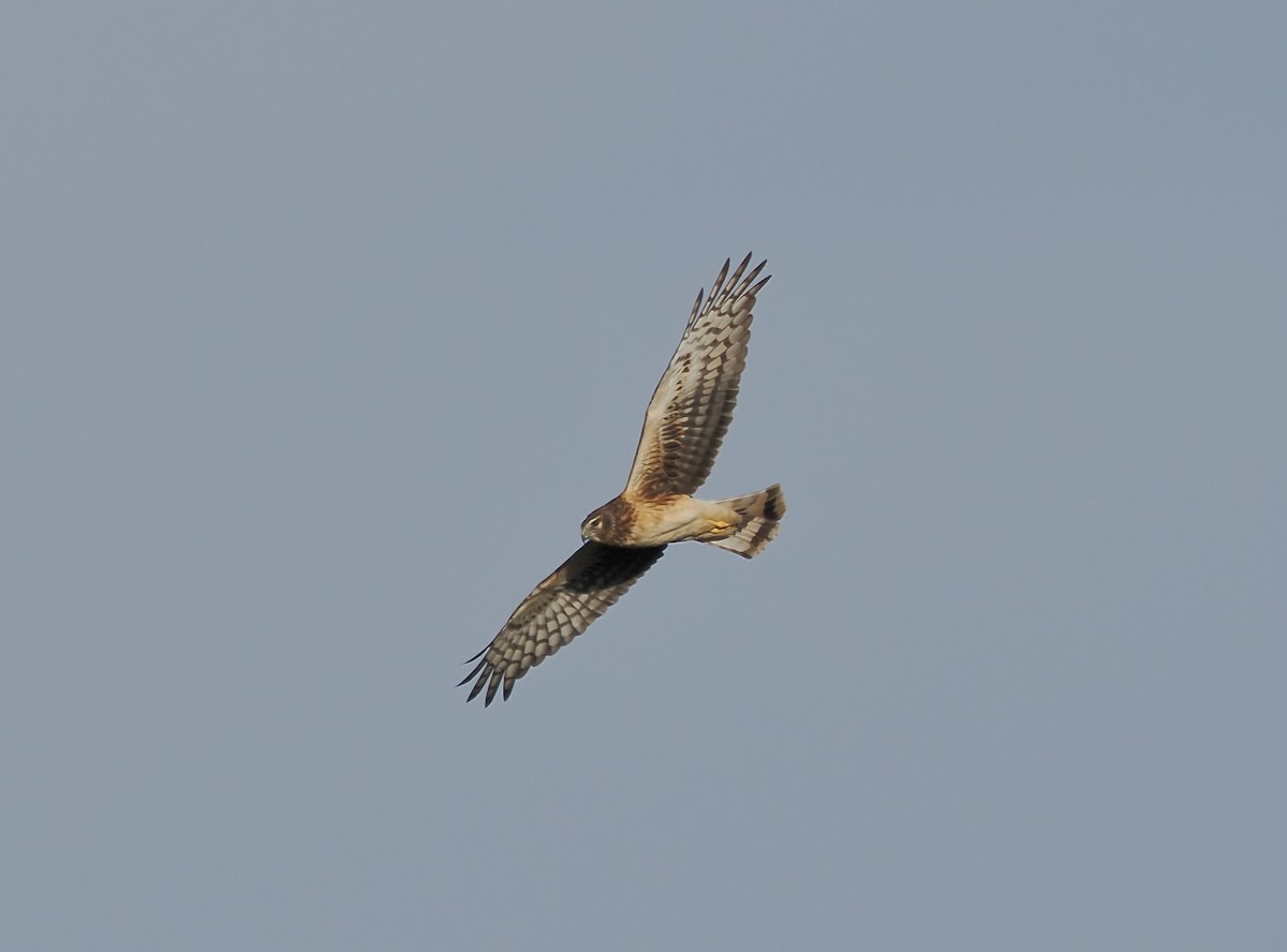 Northern Harrier - ML648914651