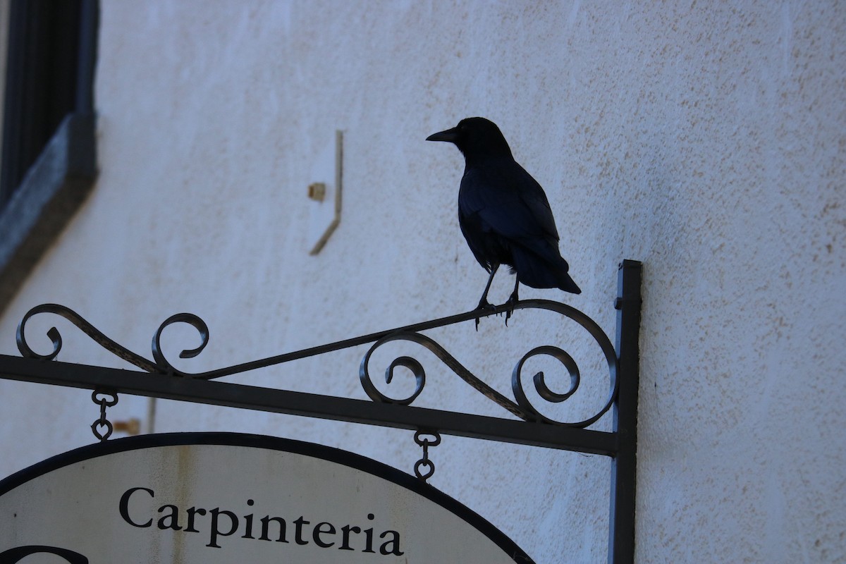 Amerika Kargası - ML648914769