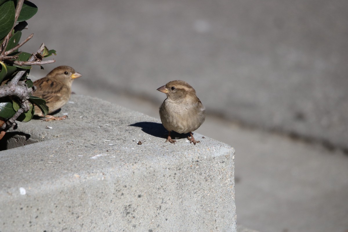 Serçe - ML648914781