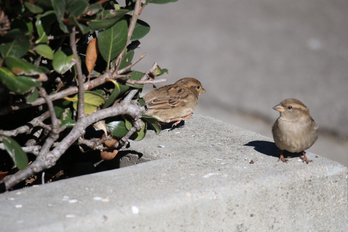 Serçe - ML648914782