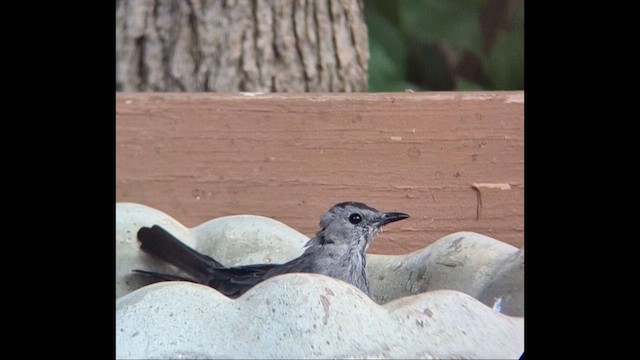 Moqueur chat - ML648914797