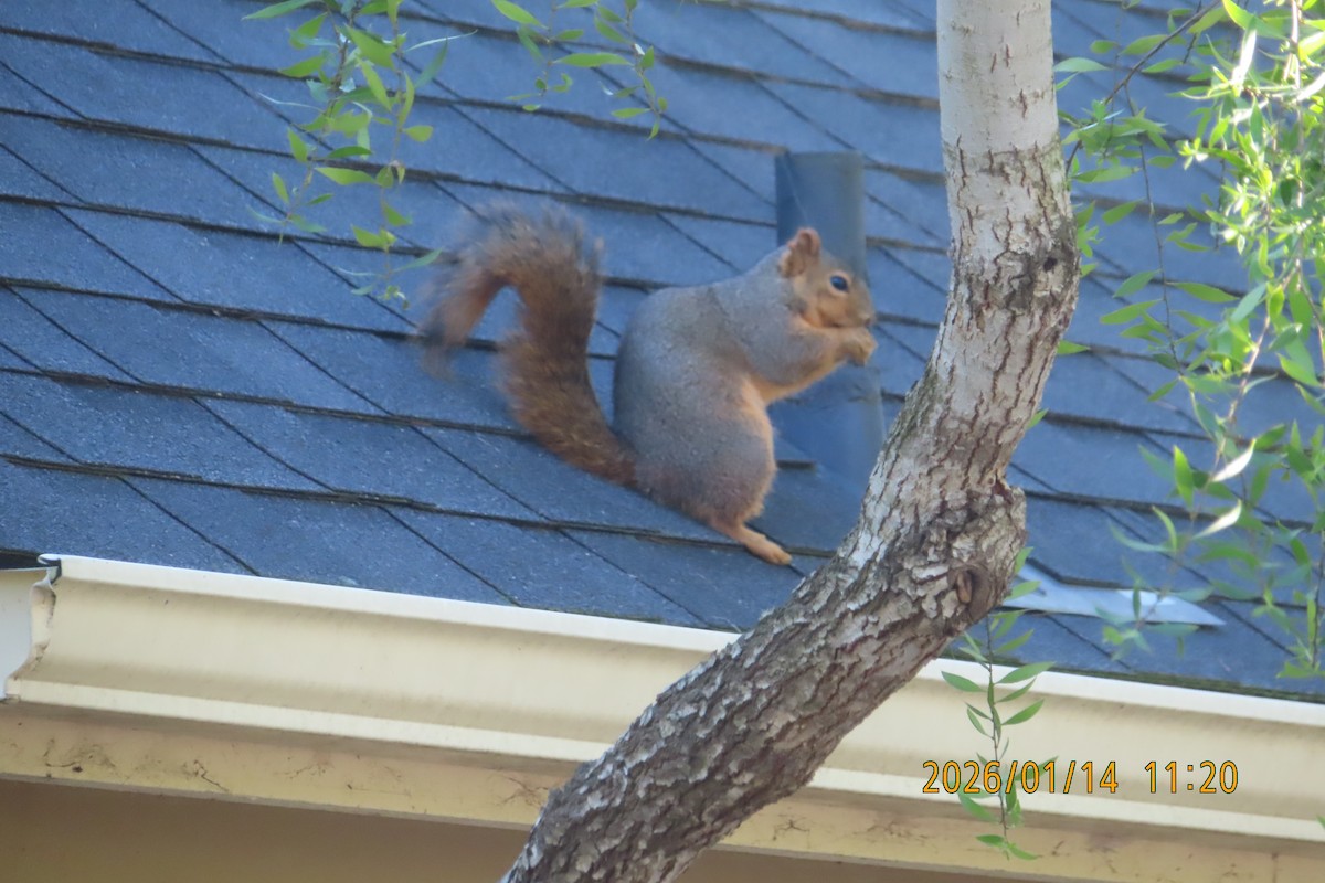 Hayvanlar - ML648914823