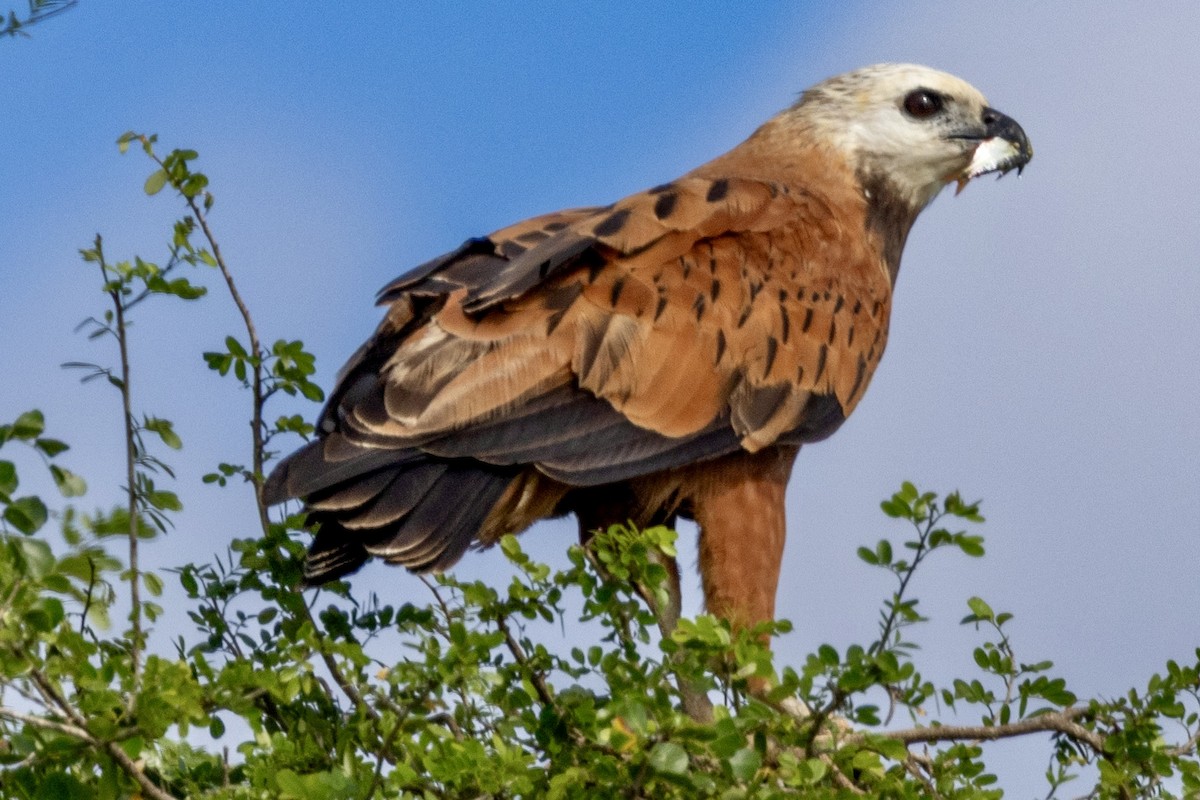 Black-collared Hawk - ML648914842