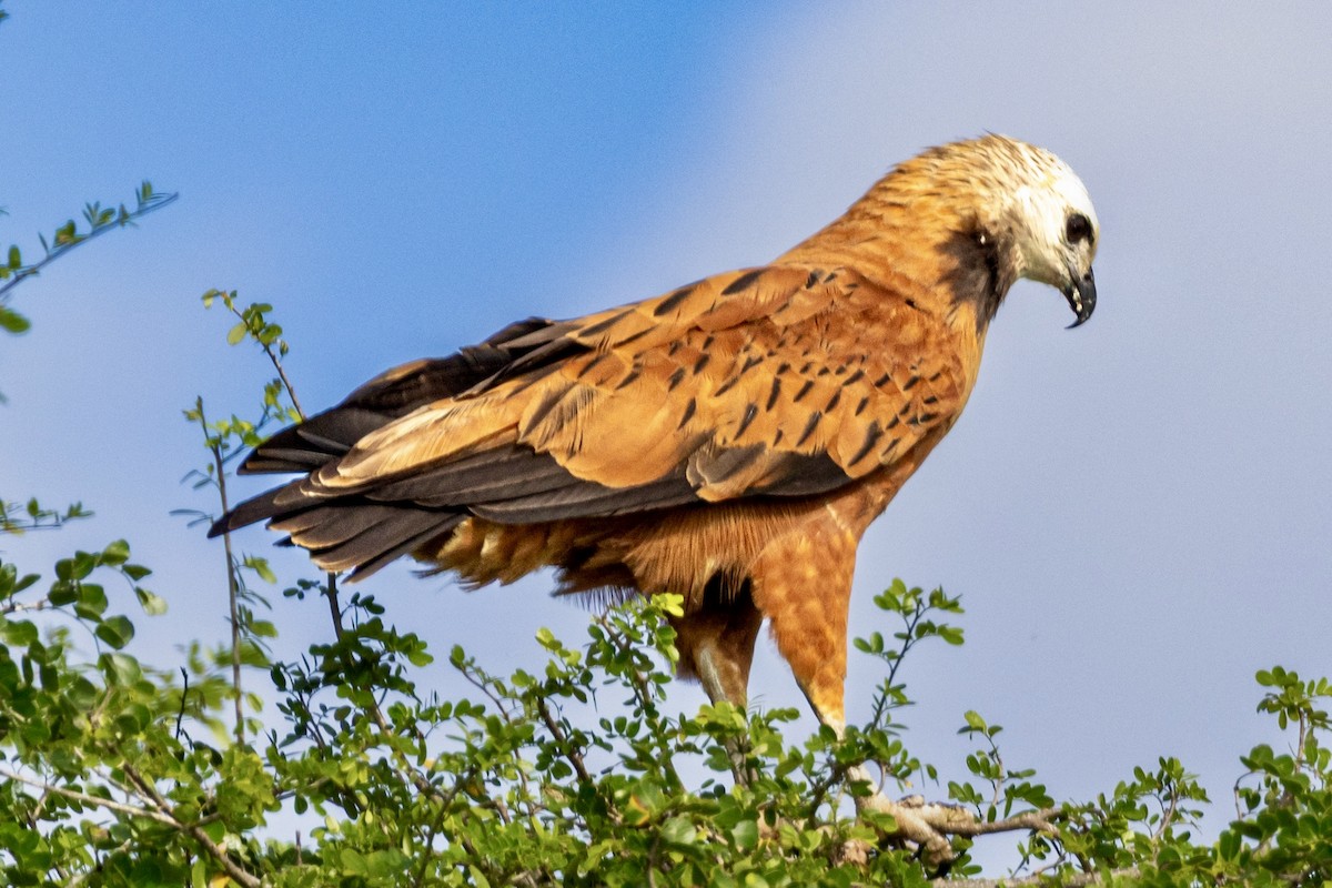 Black-collared Hawk - ML648914843