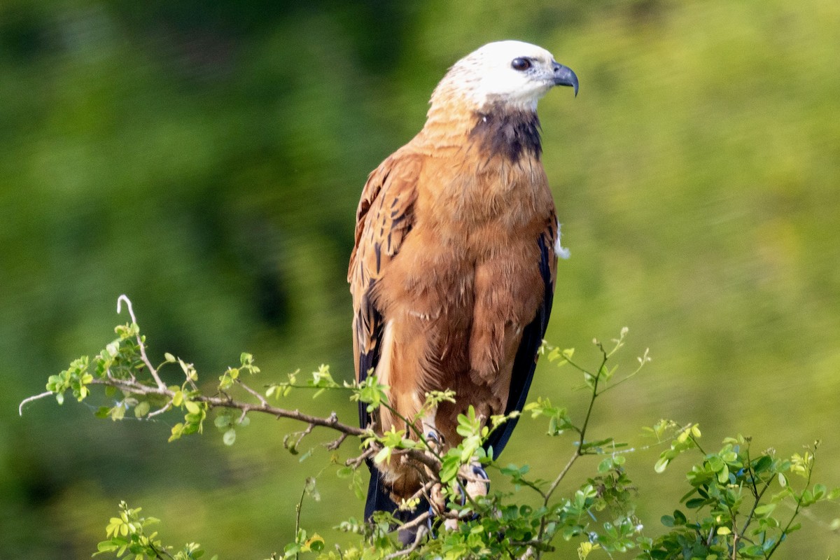 Black-collared Hawk - ML648914844