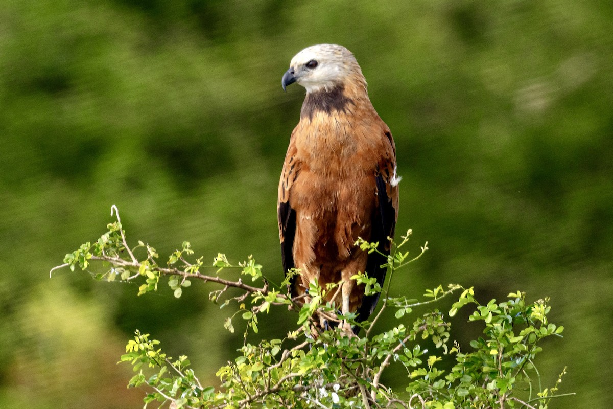 Black-collared Hawk - ML648914845
