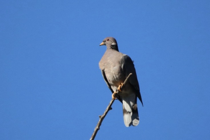 Bant Kuyruklu Güvercin - ML648914875