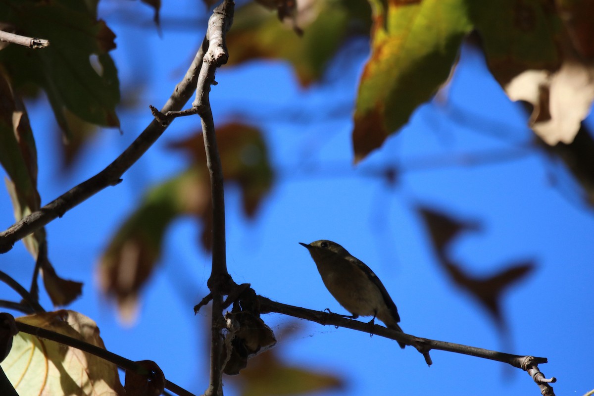 Gözlüklü Çalıkuşu - ML648914900