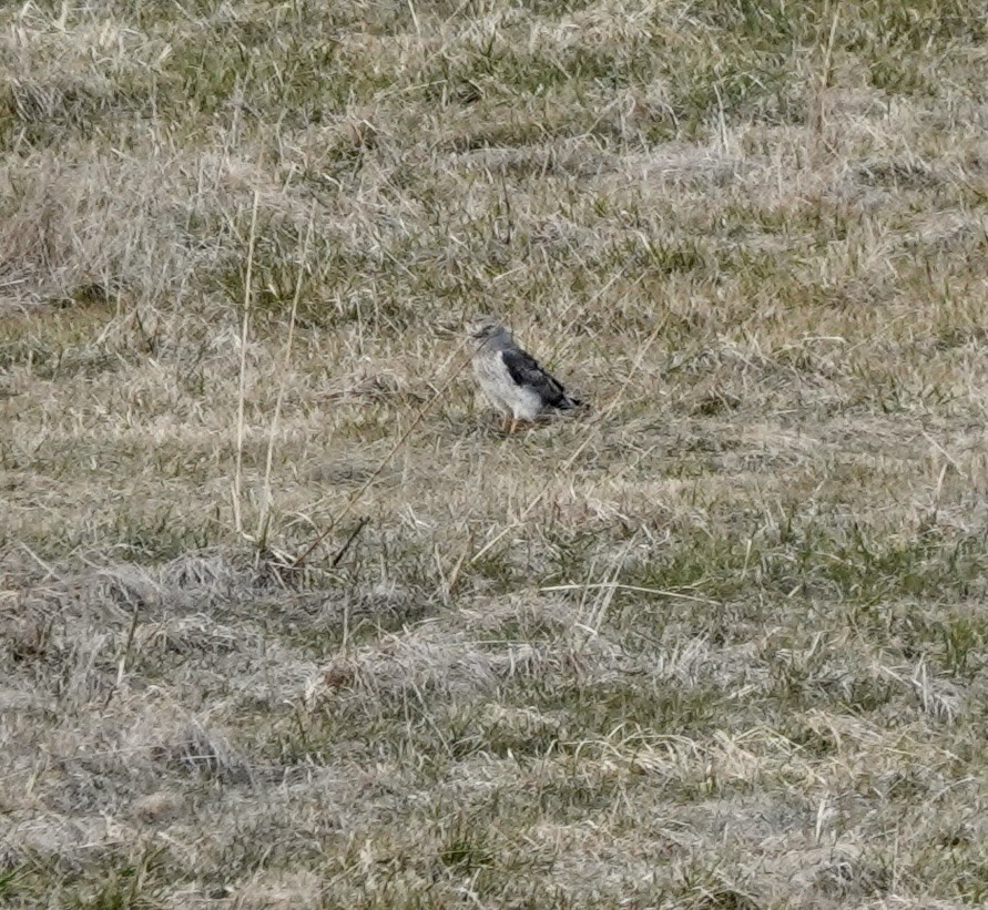 Northern Harrier - ML648914955