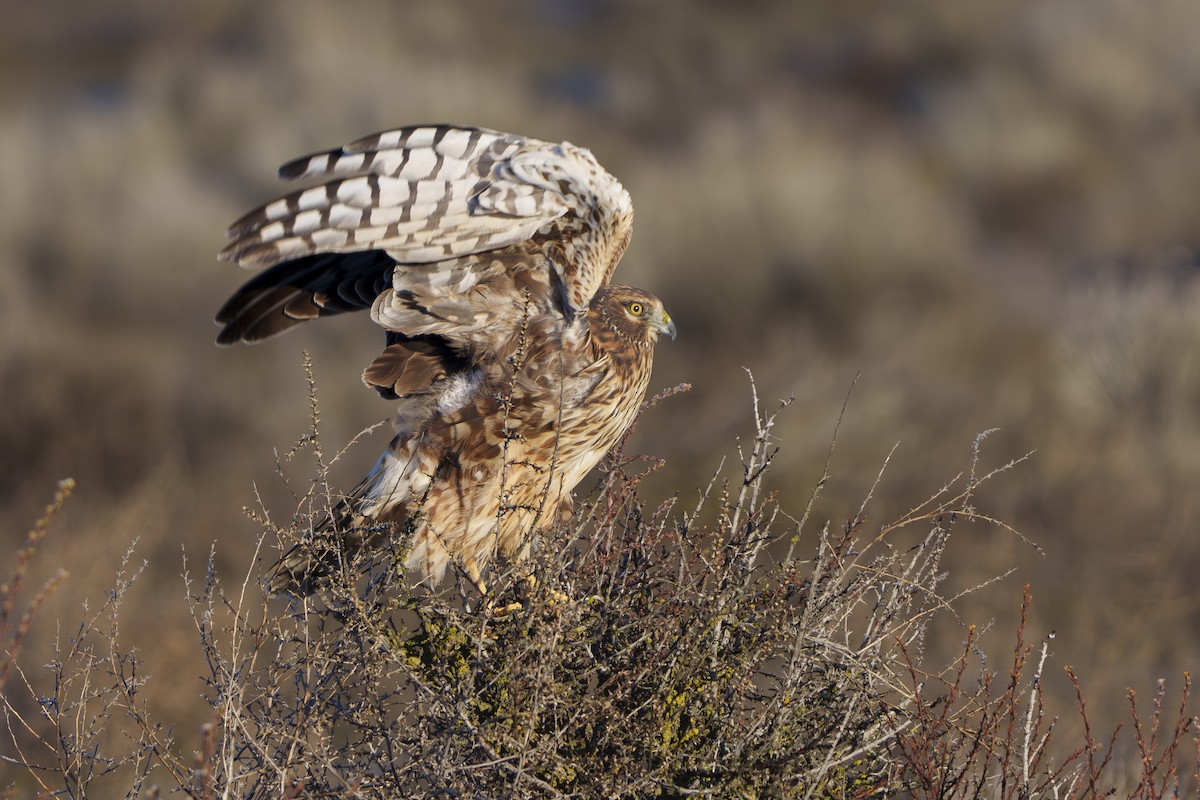Northern Harrier - ML648914991