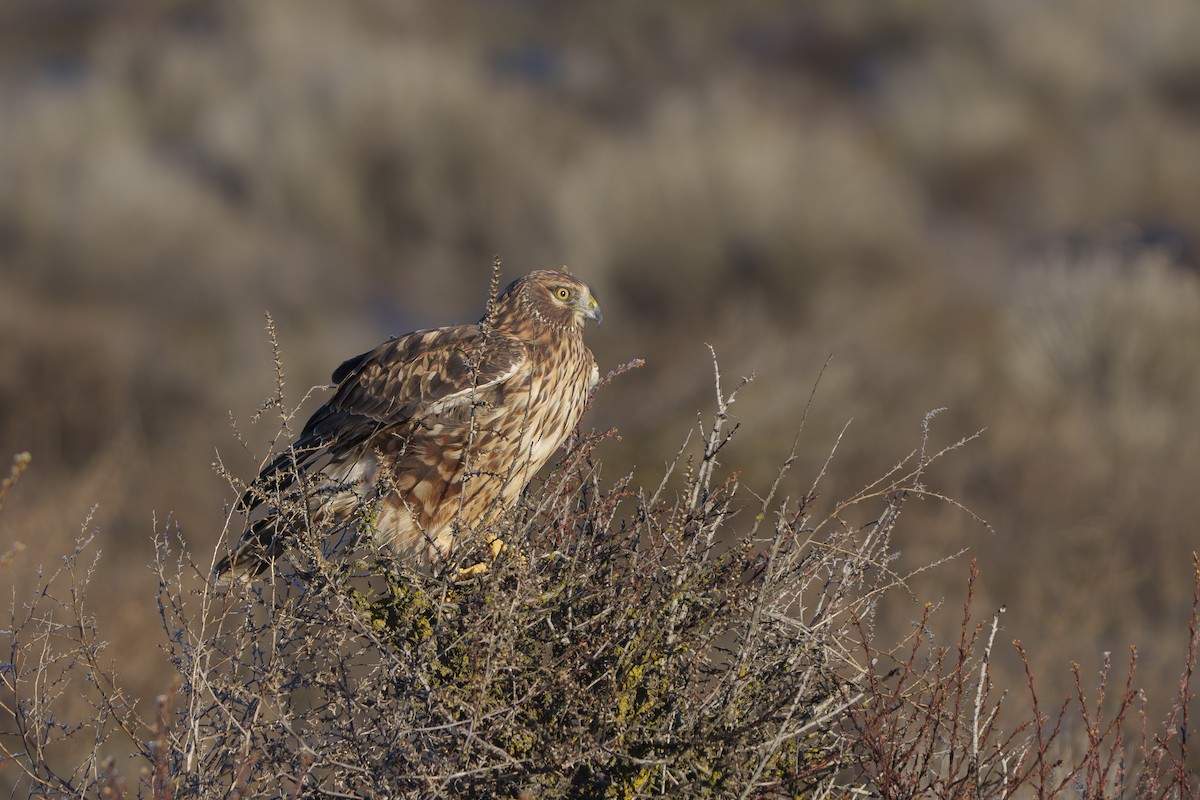 Northern Harrier - ML648914992