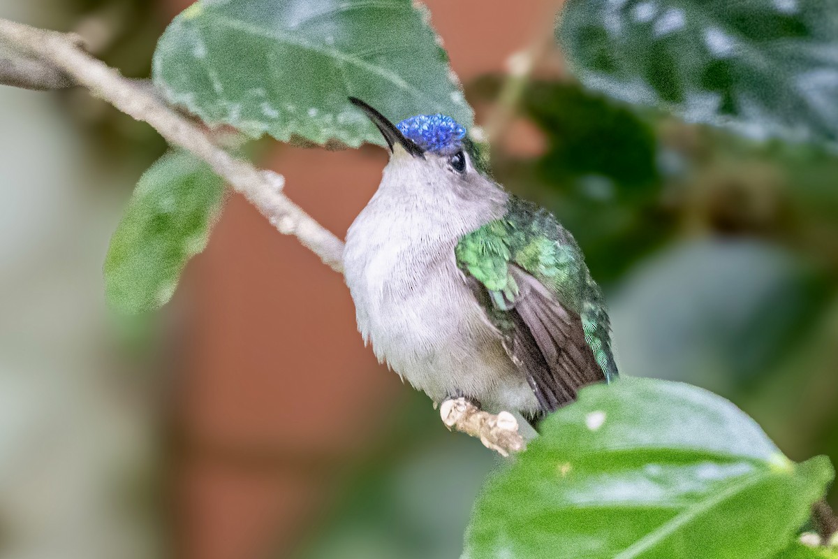 Wedge-tailed Sabrewing - ML648915126