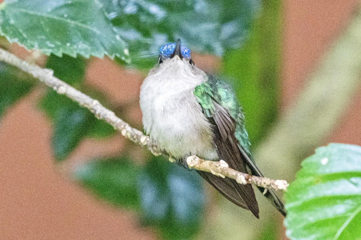 Wedge-tailed Sabrewing - ML648915151