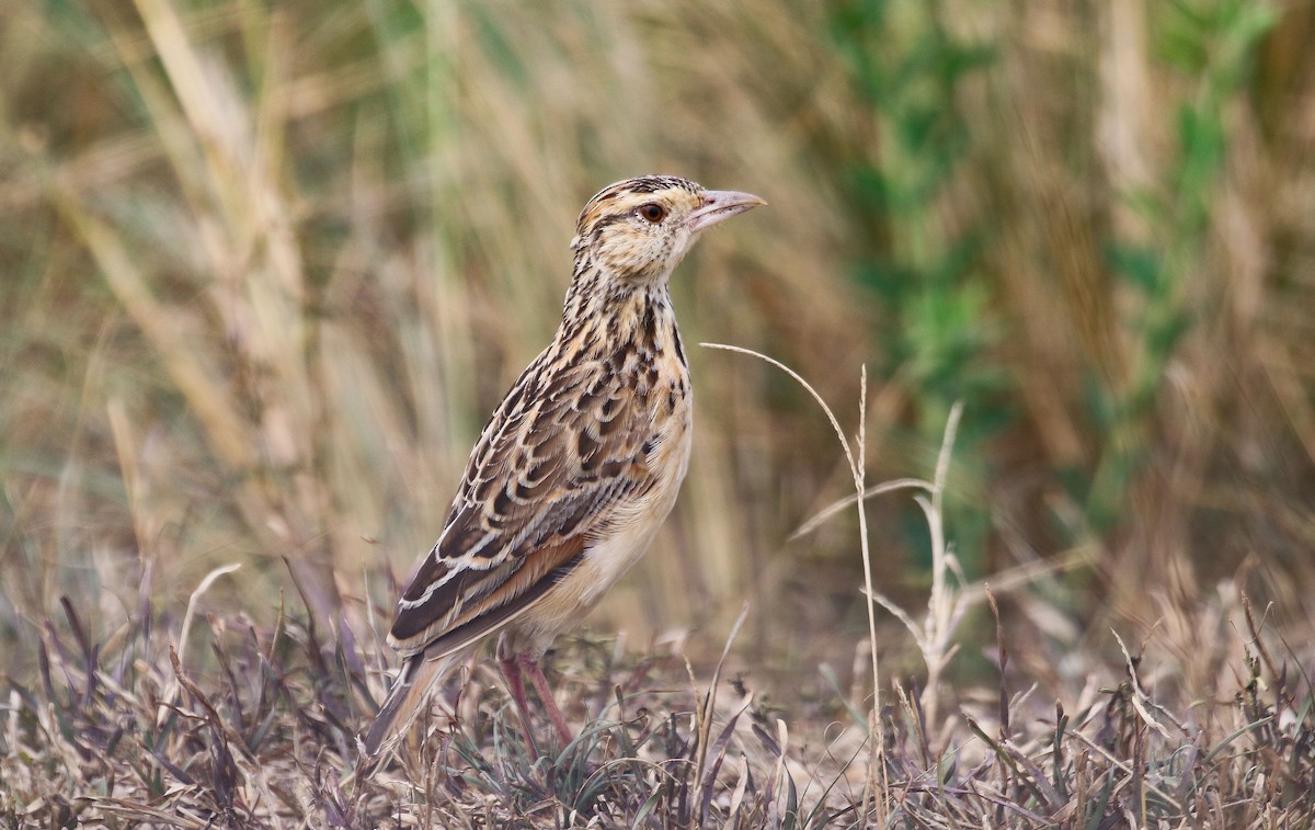 Rufous-naped Lark - ML648915245