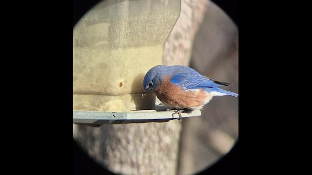 Eastern Bluebird - ML648915279